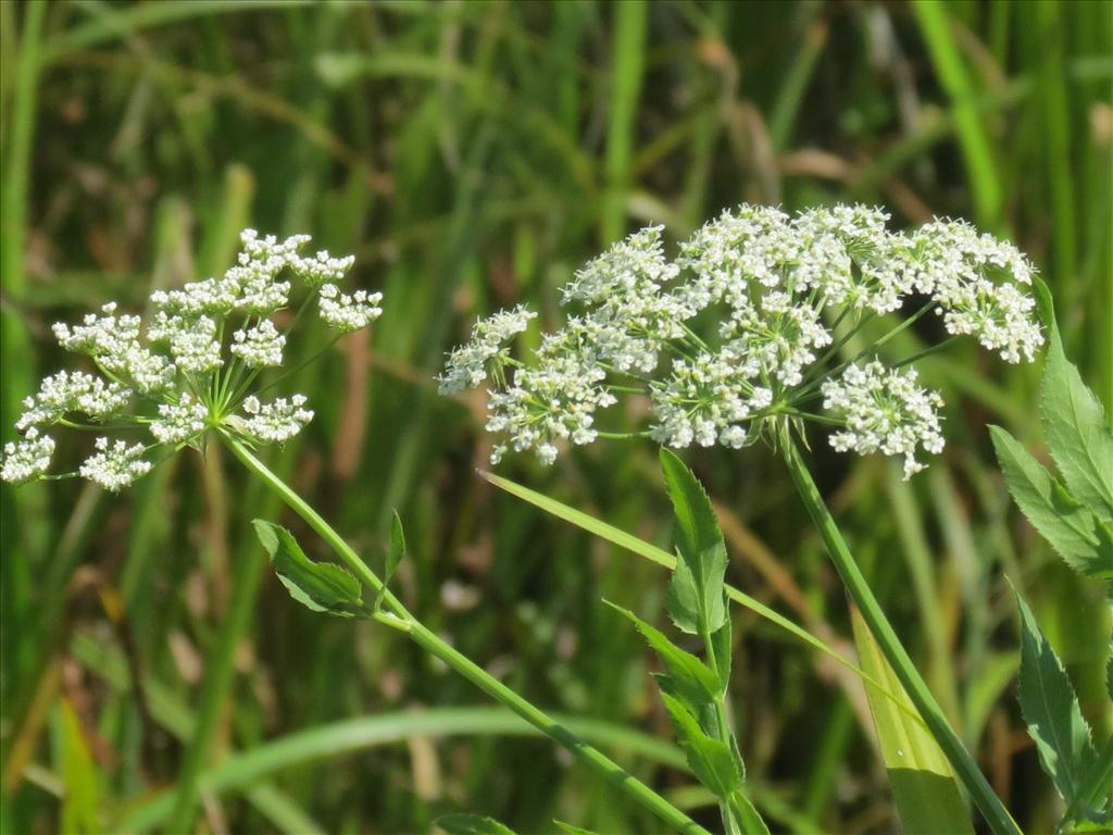 Sium latifolium (door Pieter Stolwijk)