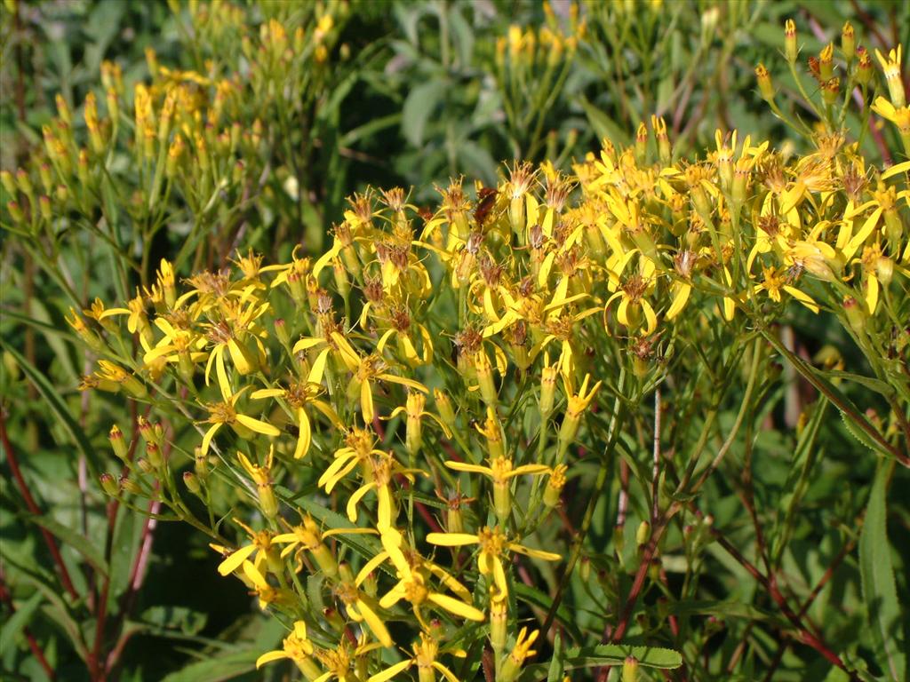 Senecio ovatus (door Adrie van Heerden)