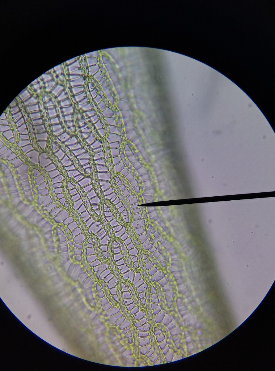 Sphagnum fallax (door Rens van der Knoop)