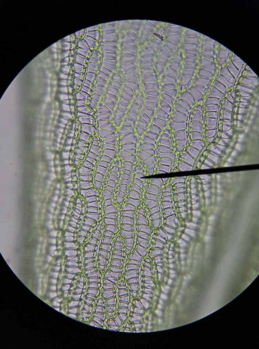 Sphagnum fallax (door Rens van der Knoop)