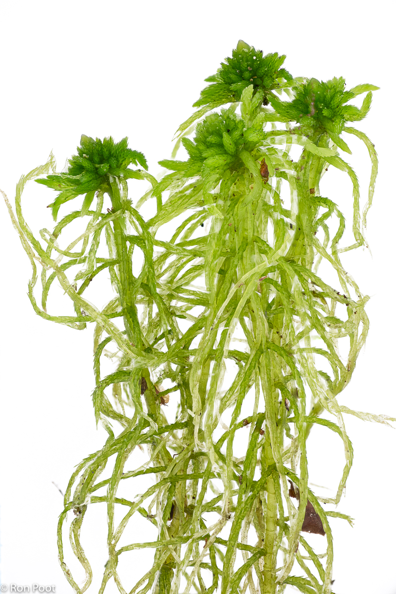 Sphagnum fimbriatum (door Ron Poot)