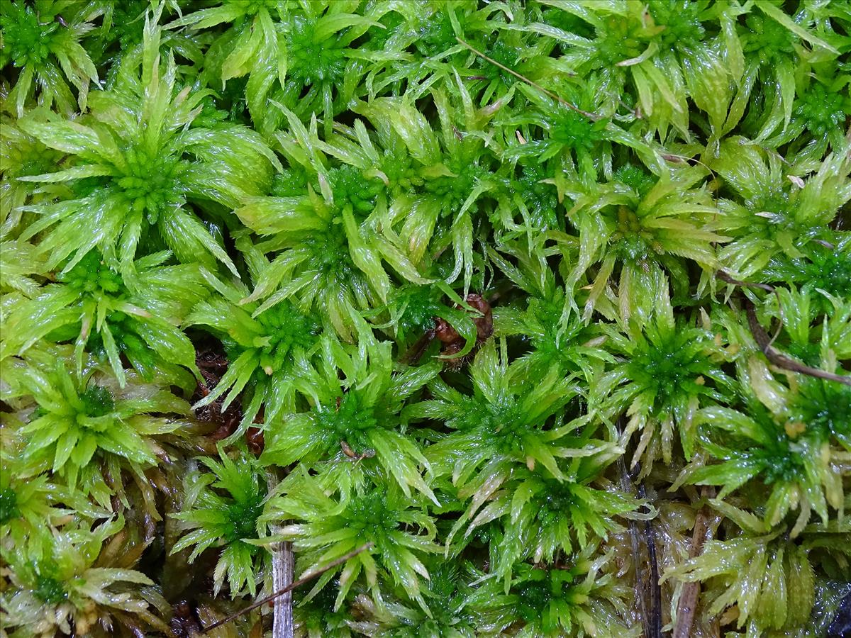 Sphagnum riparium (door Jan Kersten)