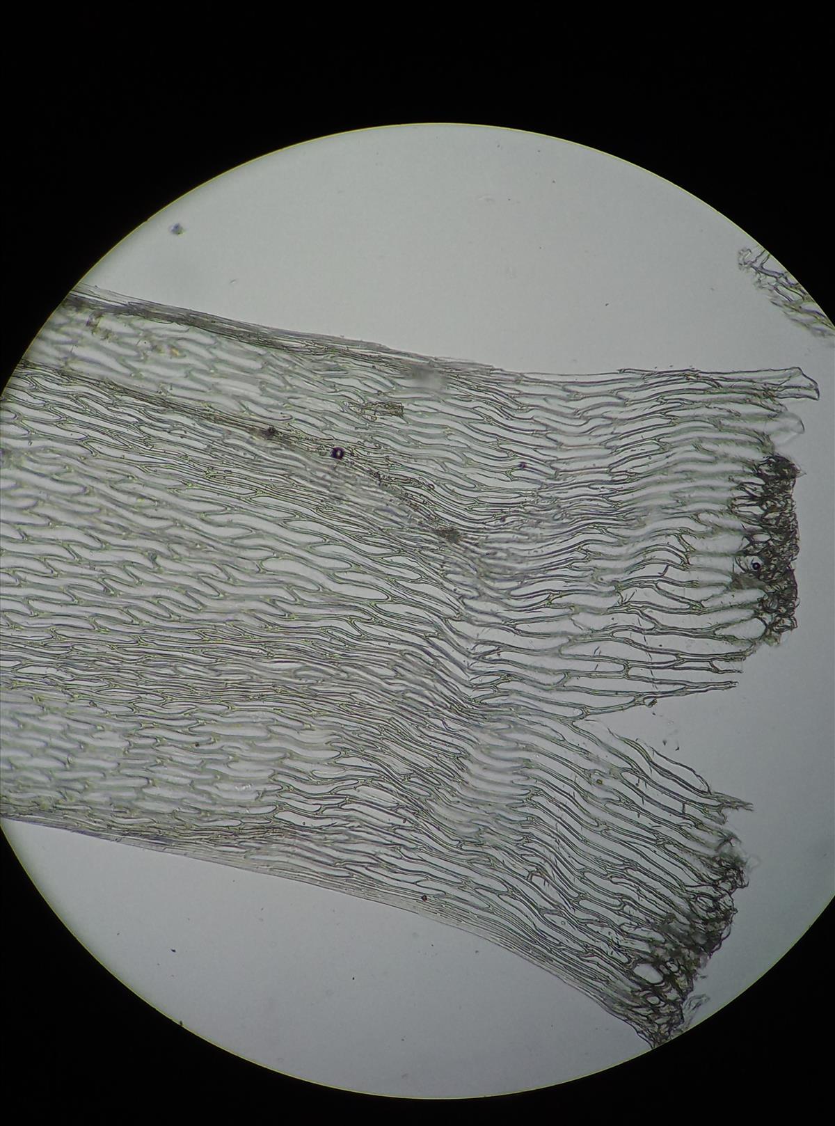 Sphagnum squarrosum (door Rens van der Knoop)