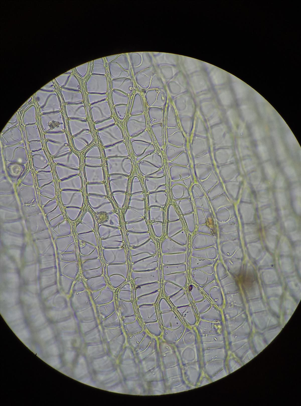 Sphagnum squarrosum (door Rens van der Knoop)