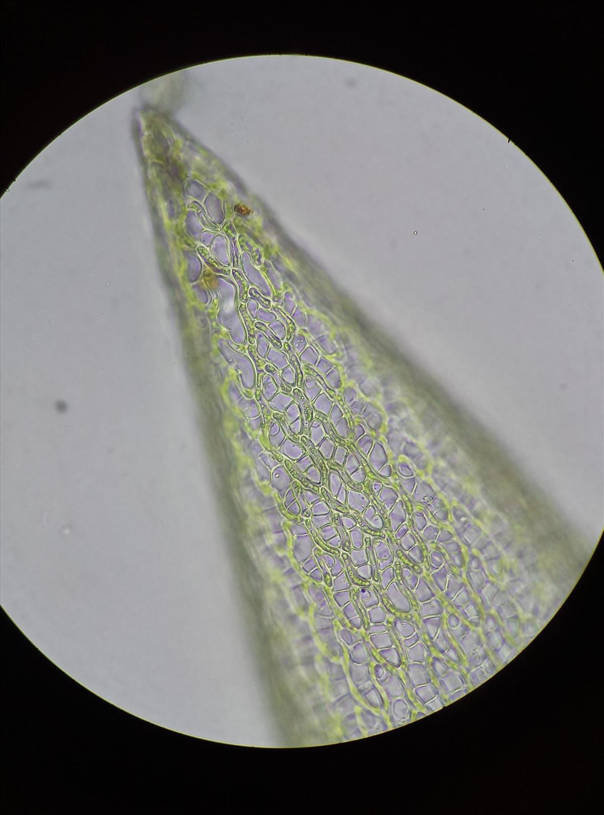 Sphagnum squarrosum (door Rens van der Knoop)