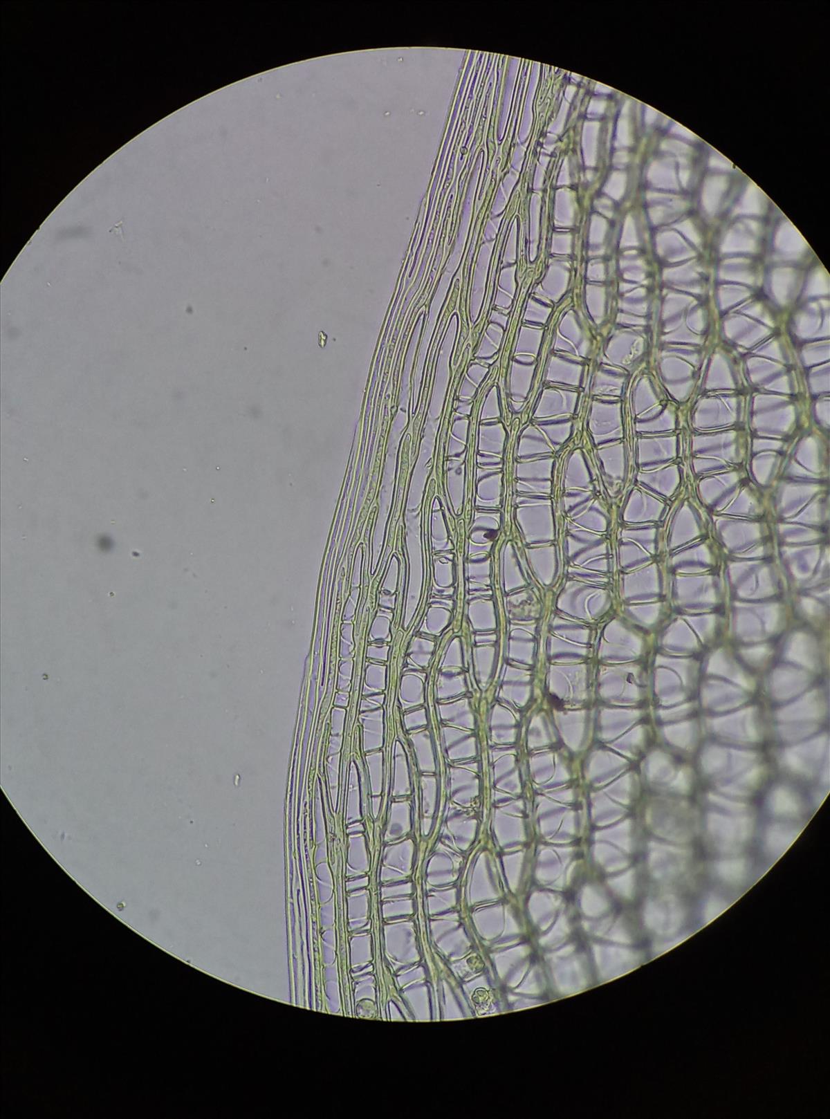 Sphagnum squarrosum (door Rens van der Knoop)