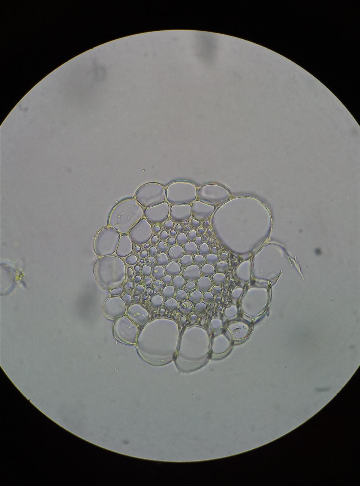 Sphagnum squarrosum (door Rens van der Knoop)