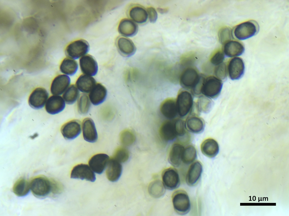 Sphinctrina turbinata (door Henk-Jan van der Kolk)