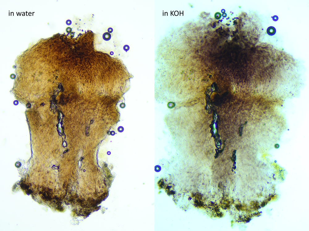 Sphinctrina turbinata (door Henk-Jan van der Kolk)