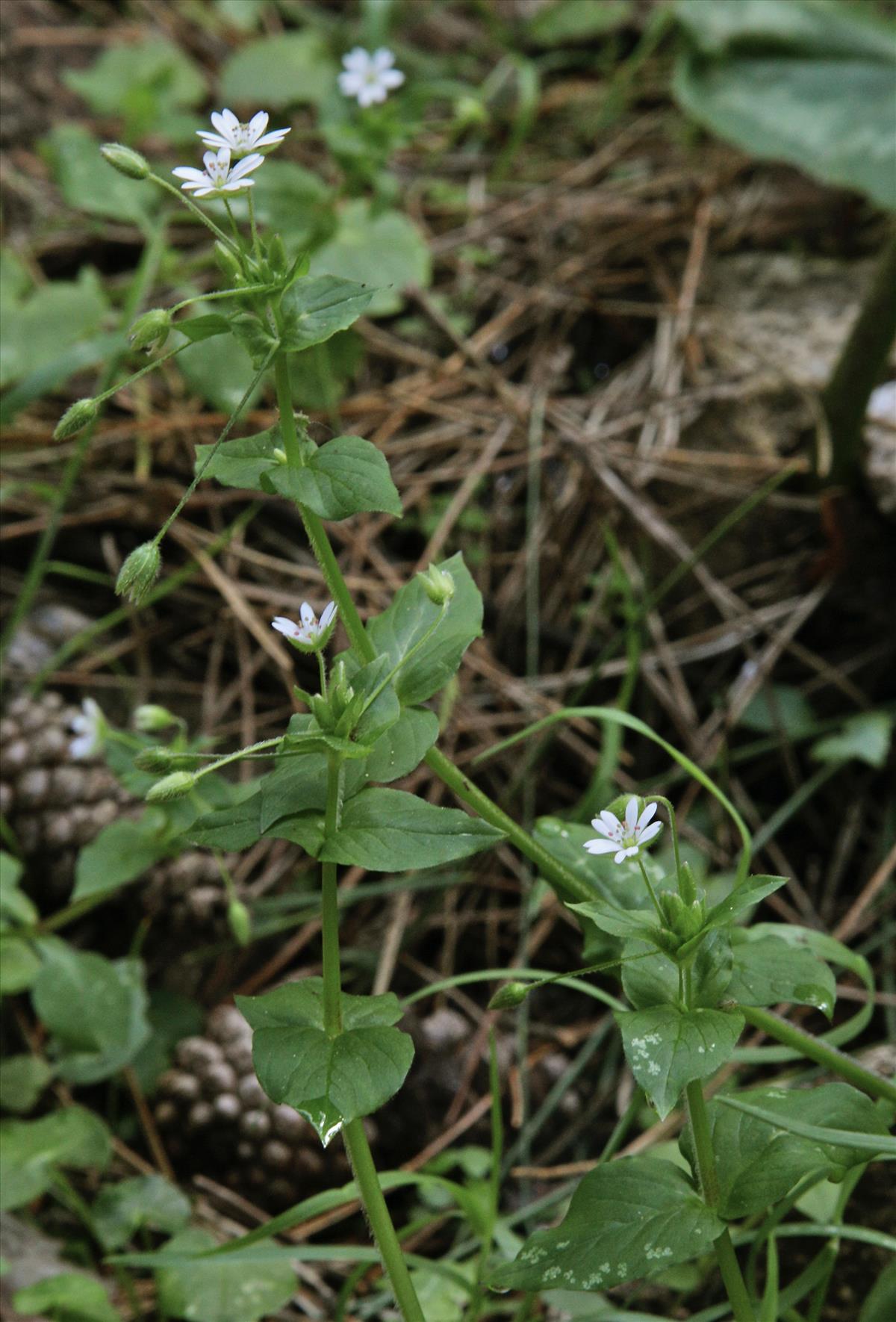 Stellaria neglecta (door Jelle Hofstra)