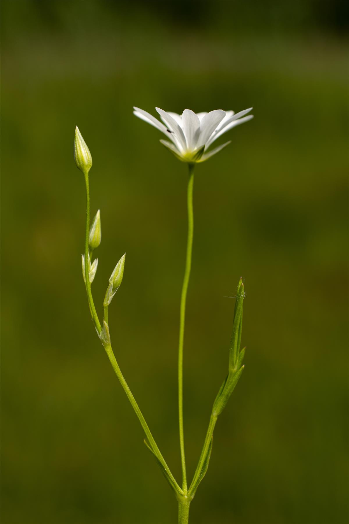 Stellaria palustris (door Nils van Rooijen)