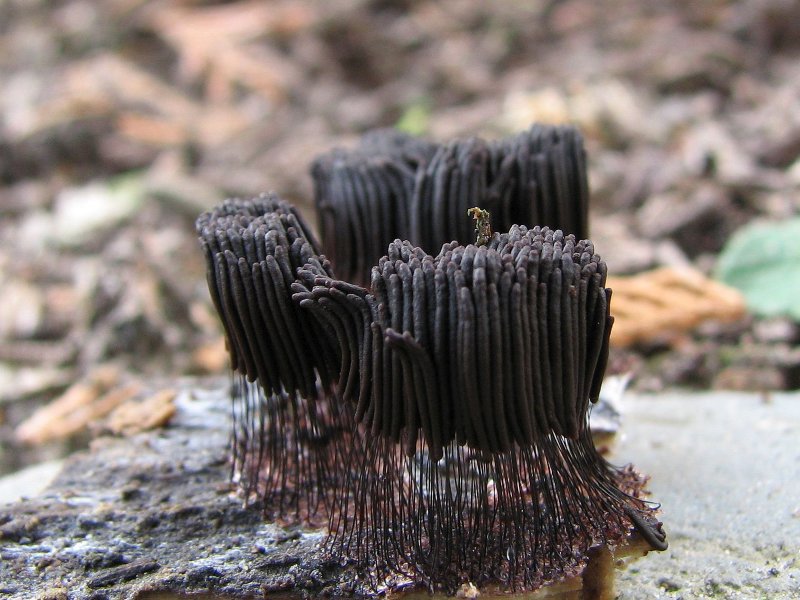 Stemonitis fusca (door Marian Jagers)