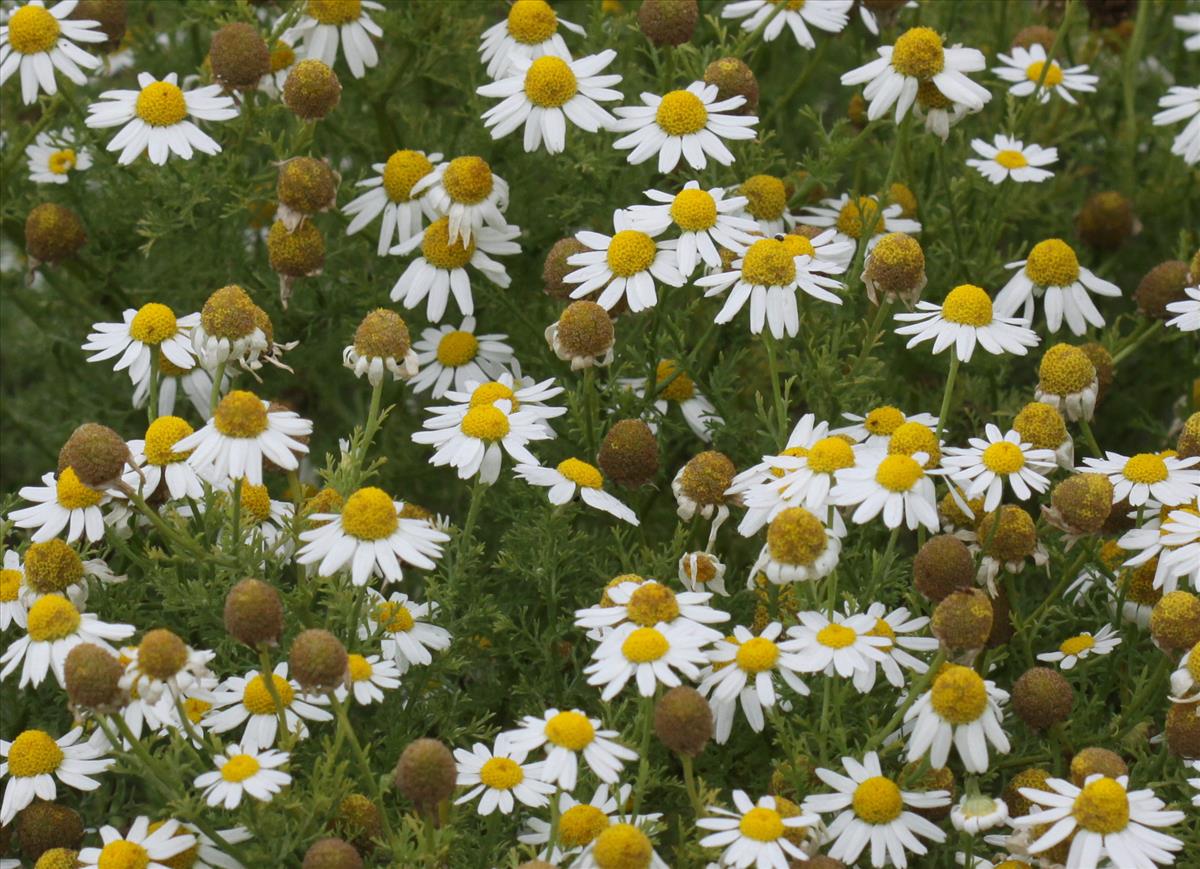 Anthemis cotula (door Peter Meininger)