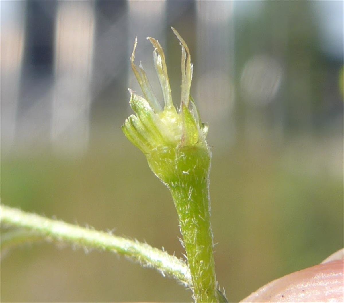 Galinsoga parviflora (door Peter Wetzels)