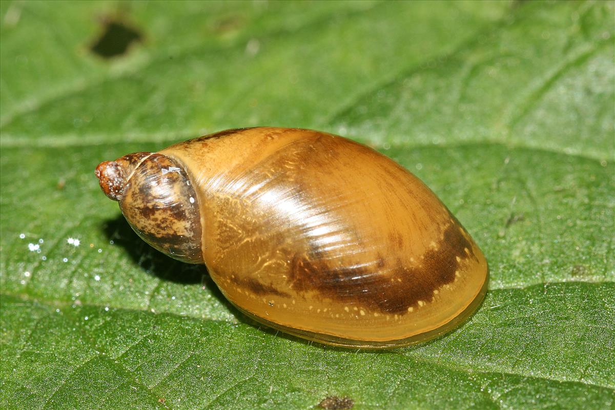 Succinea putris (door Jan Kersten)