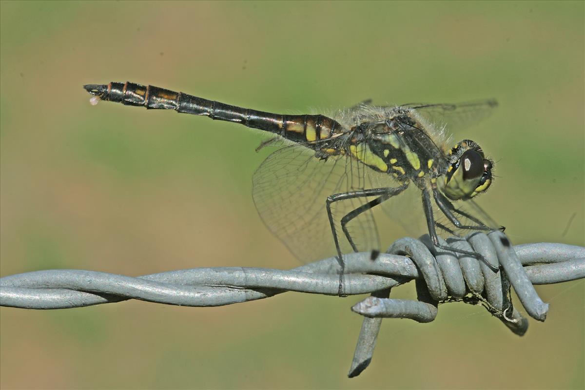 Sympetrum danae (door Jan Kersten)