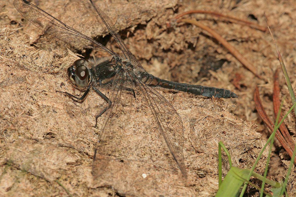 Sympetrum danae (door Jan Kersten)