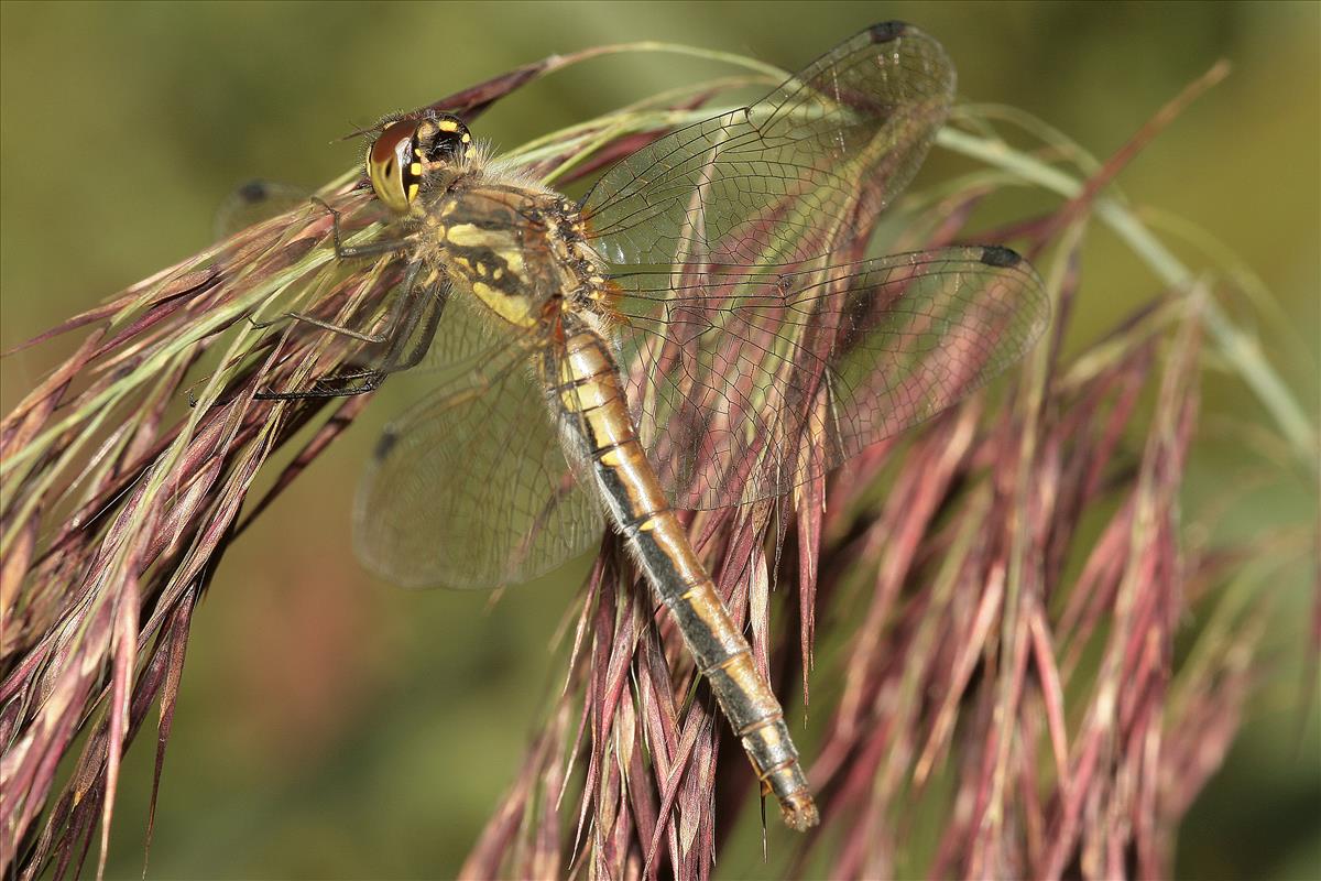 Sympetrum danae (door Jan Kersten)