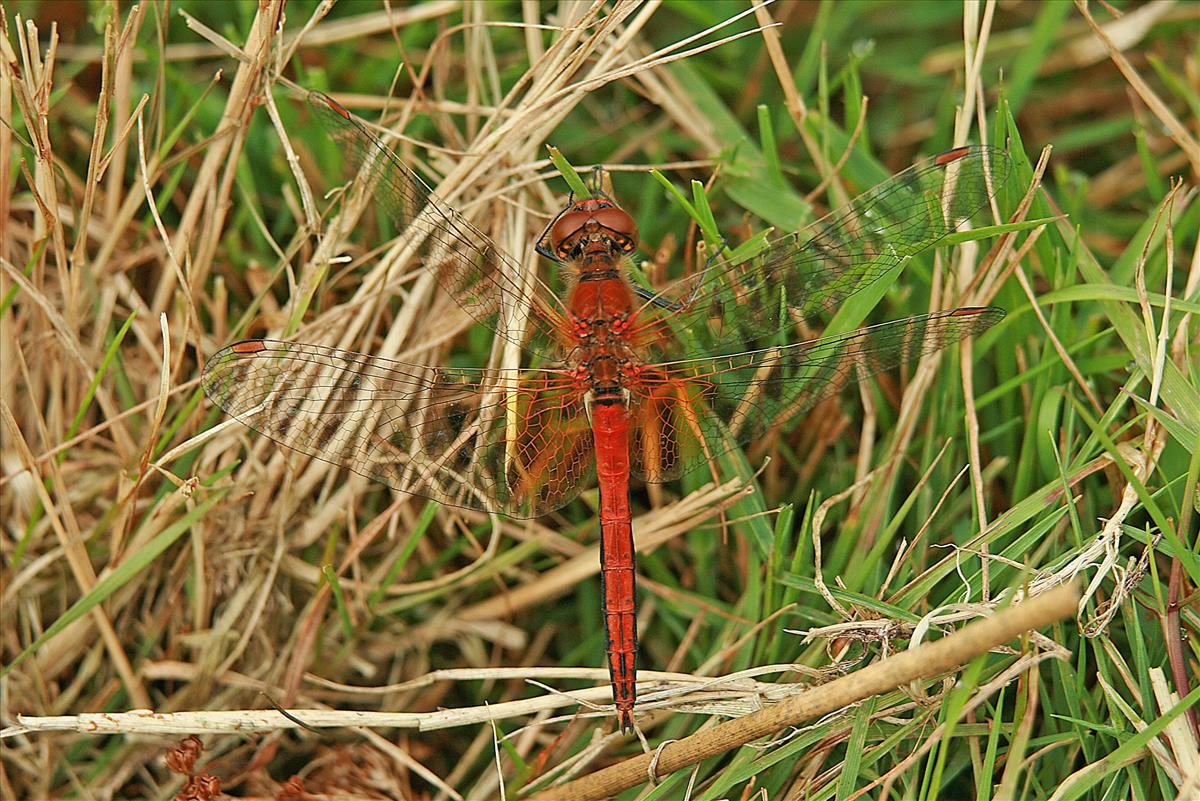 Sympetrum flaveolum (door Jan Kersten)