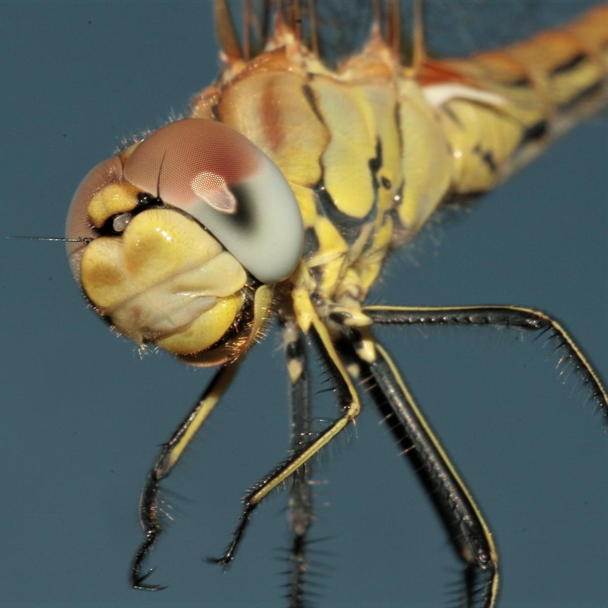 Sympetrum fonscolombii (door Jan Kersten)