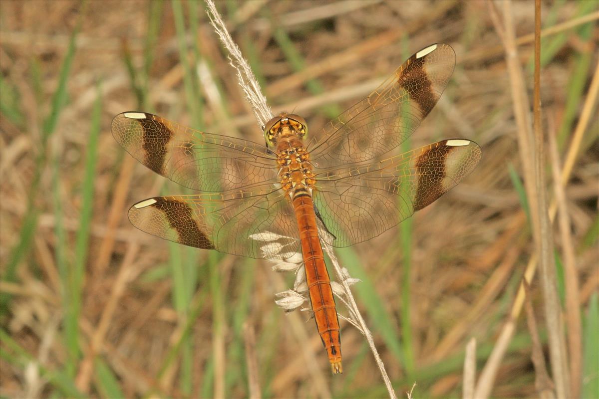 Sympetrum pedemontanum (door Jan Kersten)