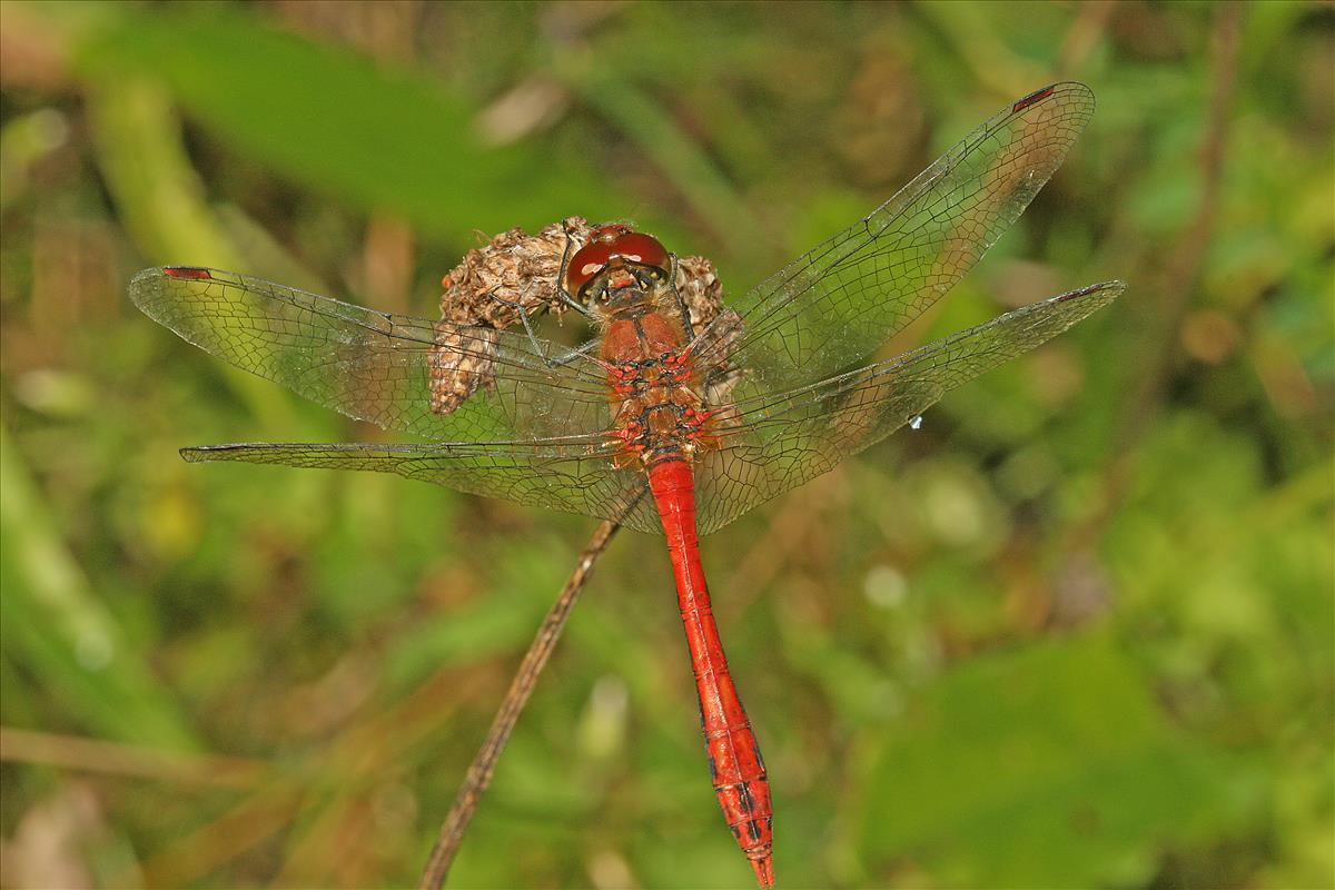 Sympetrum sanguineum (door Jan Kersten)