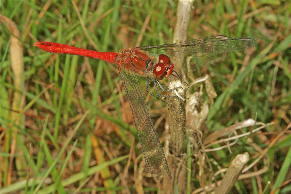 Sympetrum sanguineum (door Jan Kersten)