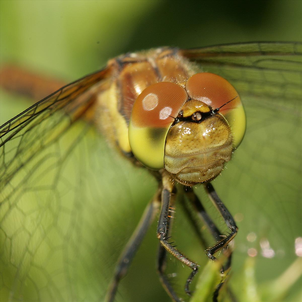 Sympetrum striolatum (door Jan Kersten)