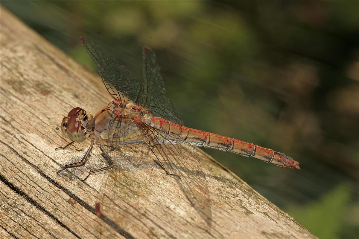 Sympetrum striolatum (door Jan Kersten)