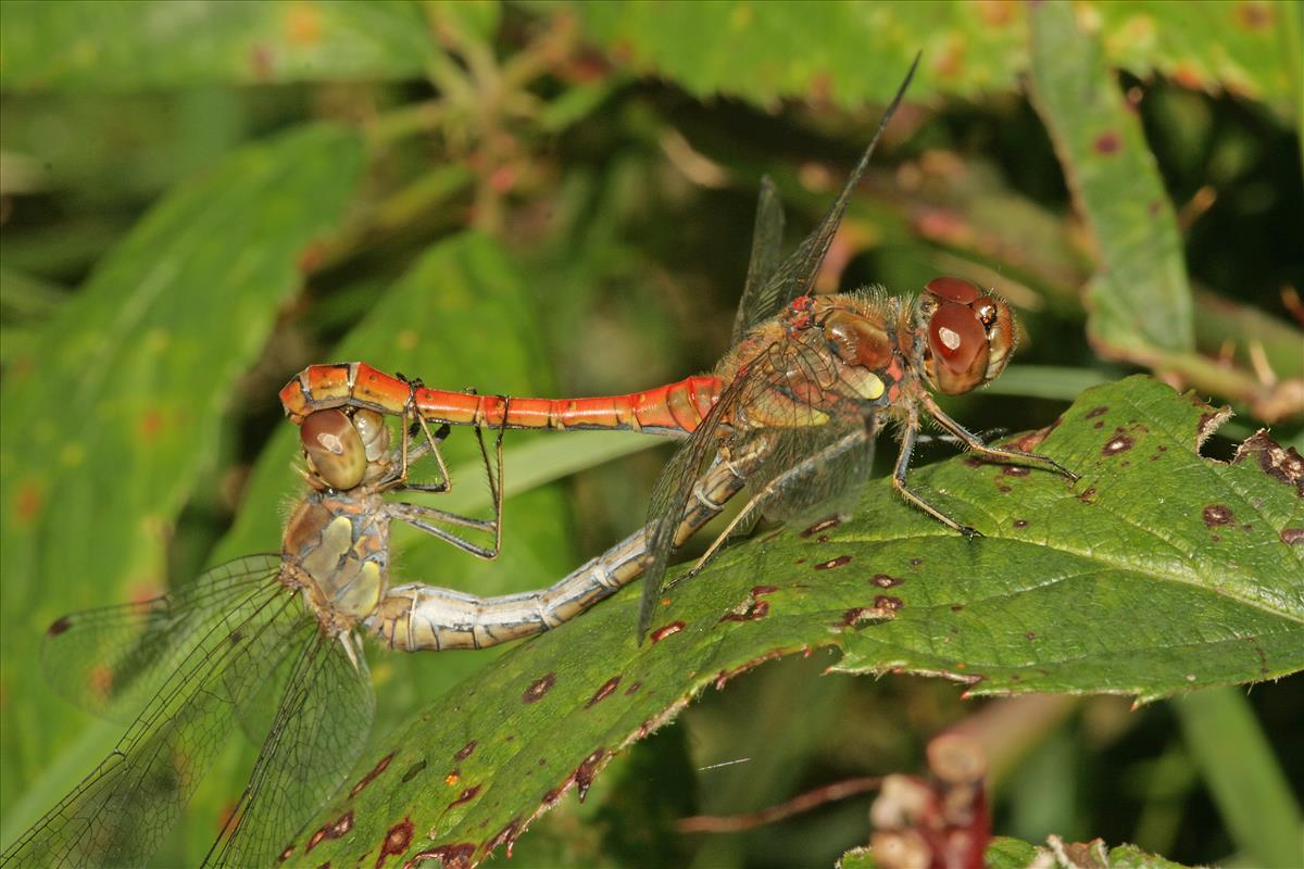 Sympetrum striolatum (door Jan Kersten)