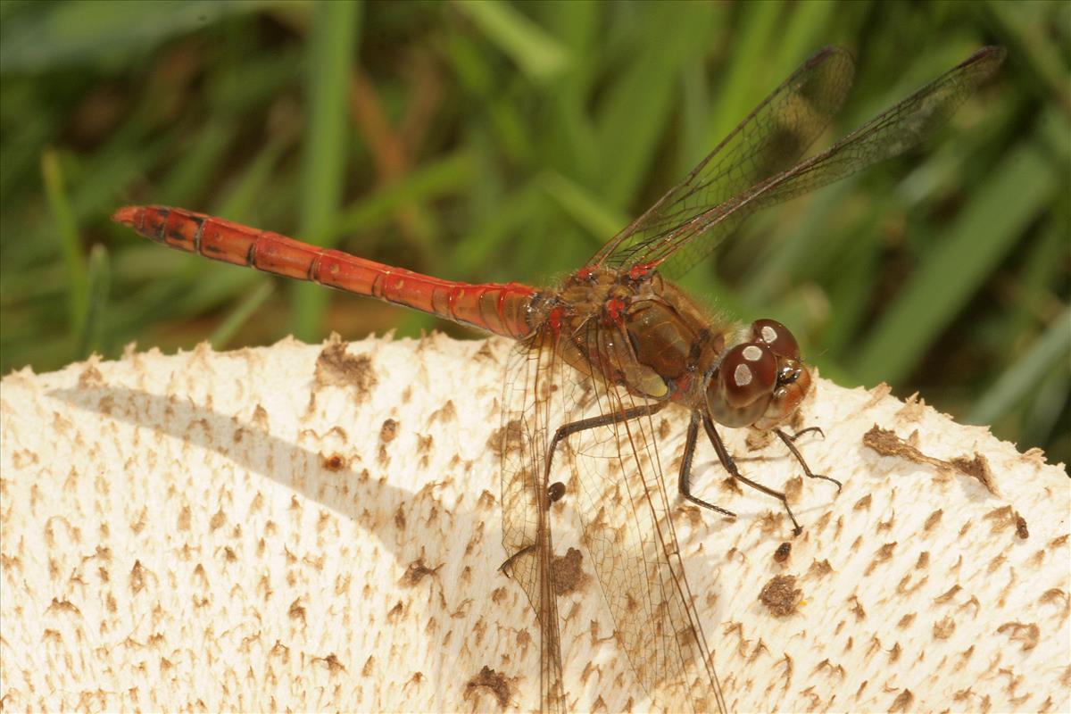 Sympetrum striolatum (door Jan Kersten)