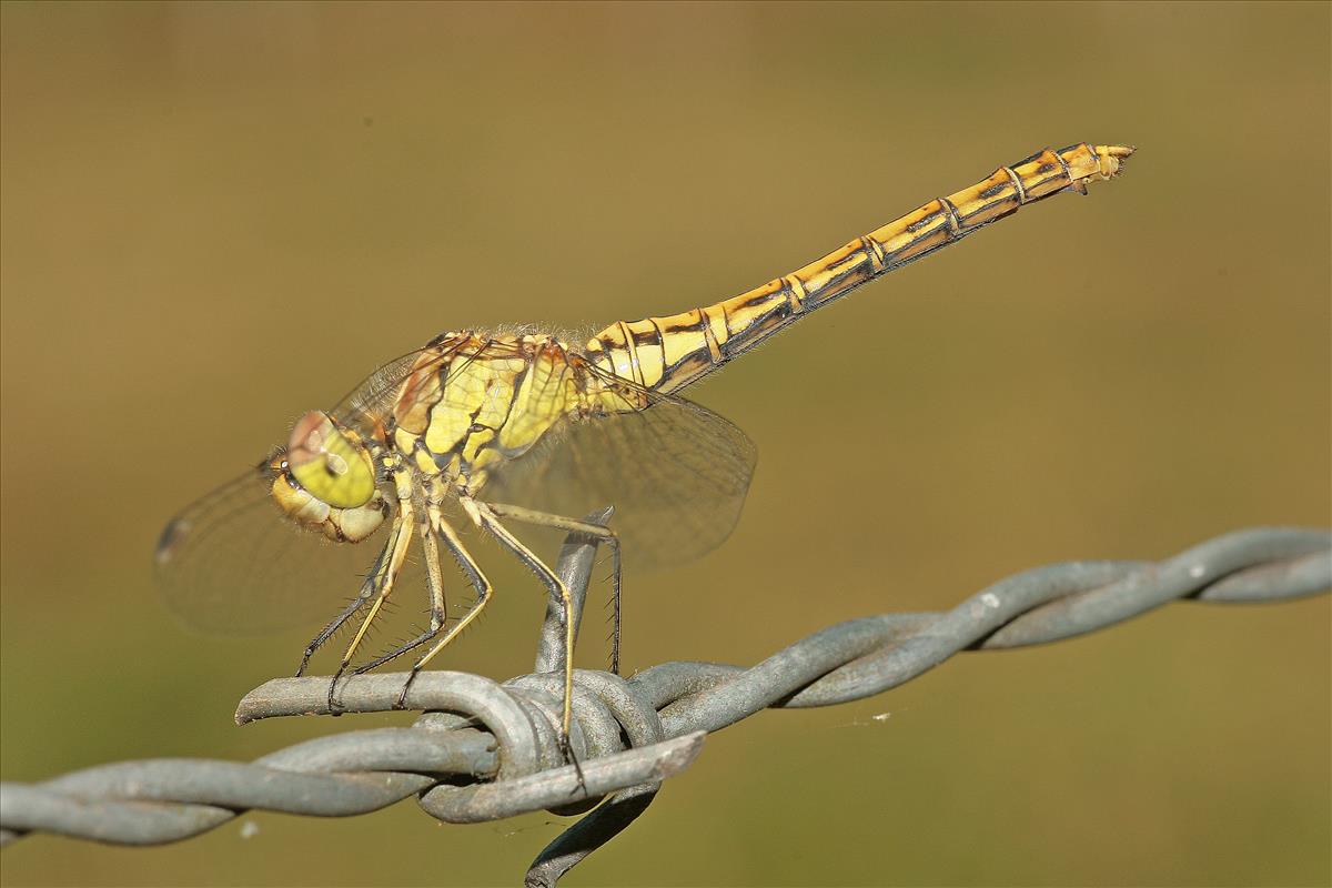 Sympetrum vulgatum (door Jan Kersten)