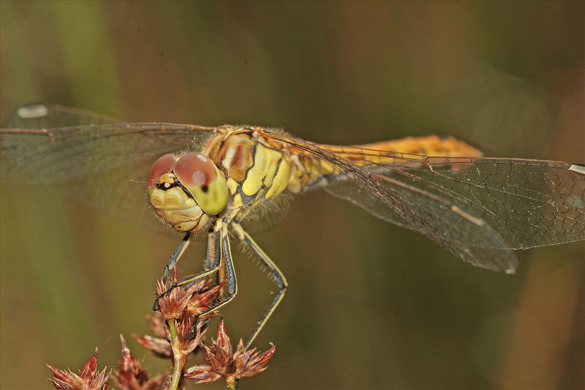 Sympetrum vulgatum (door Jan Kersten)