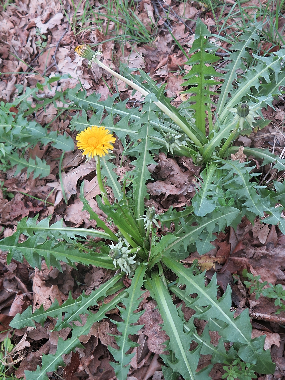 Taraxacum alatum (door Otto Zijlstra)