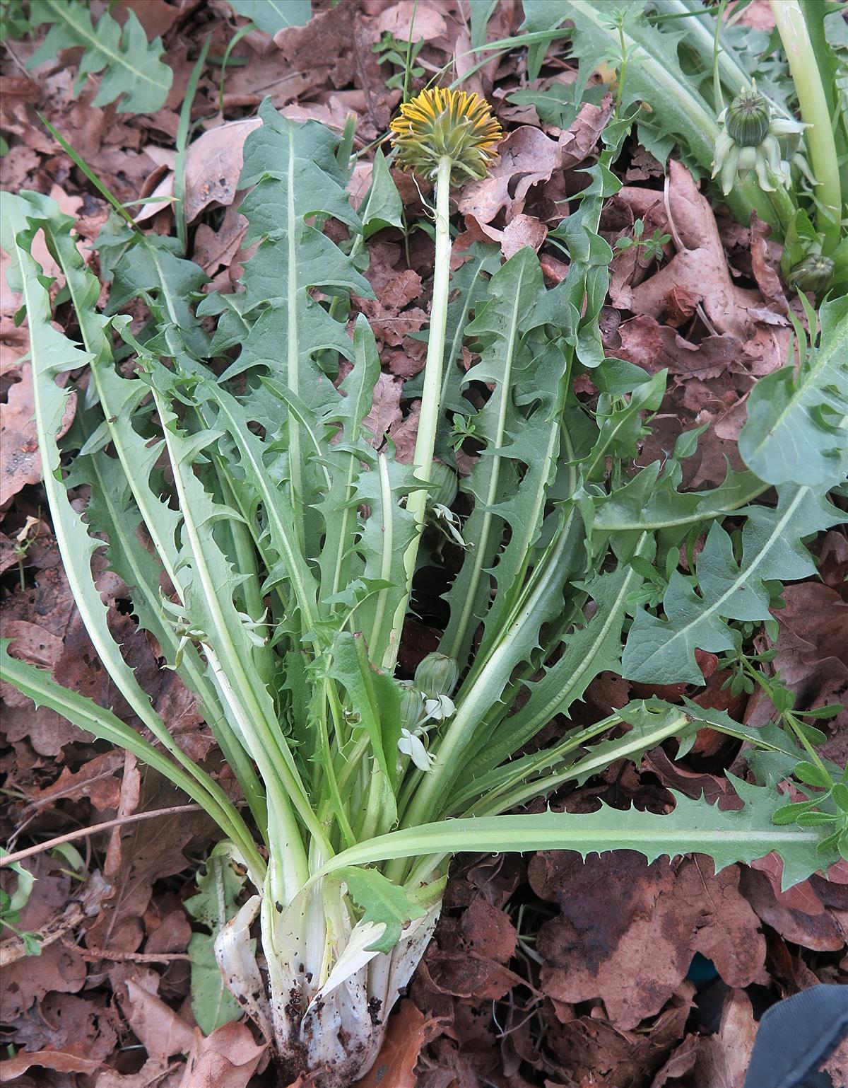 Taraxacum alatum (door Otto Zijlstra)