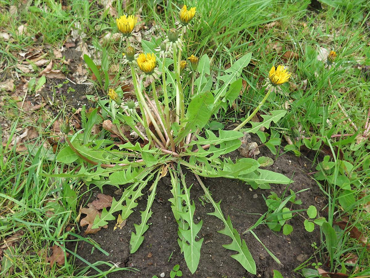 Taraxacum amplum (door Otto Zijlstra)