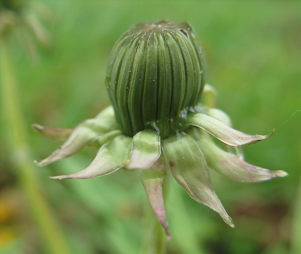 Taraxacum amplum (door Otto Zijlstra)