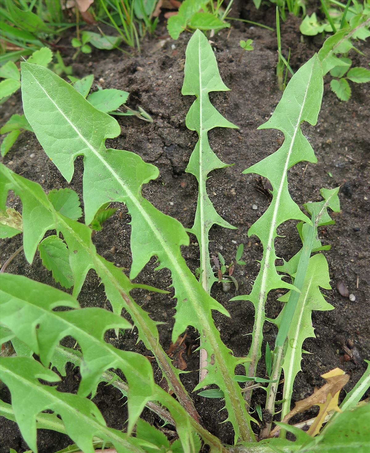 Taraxacum amplum (door Otto Zijlstra)