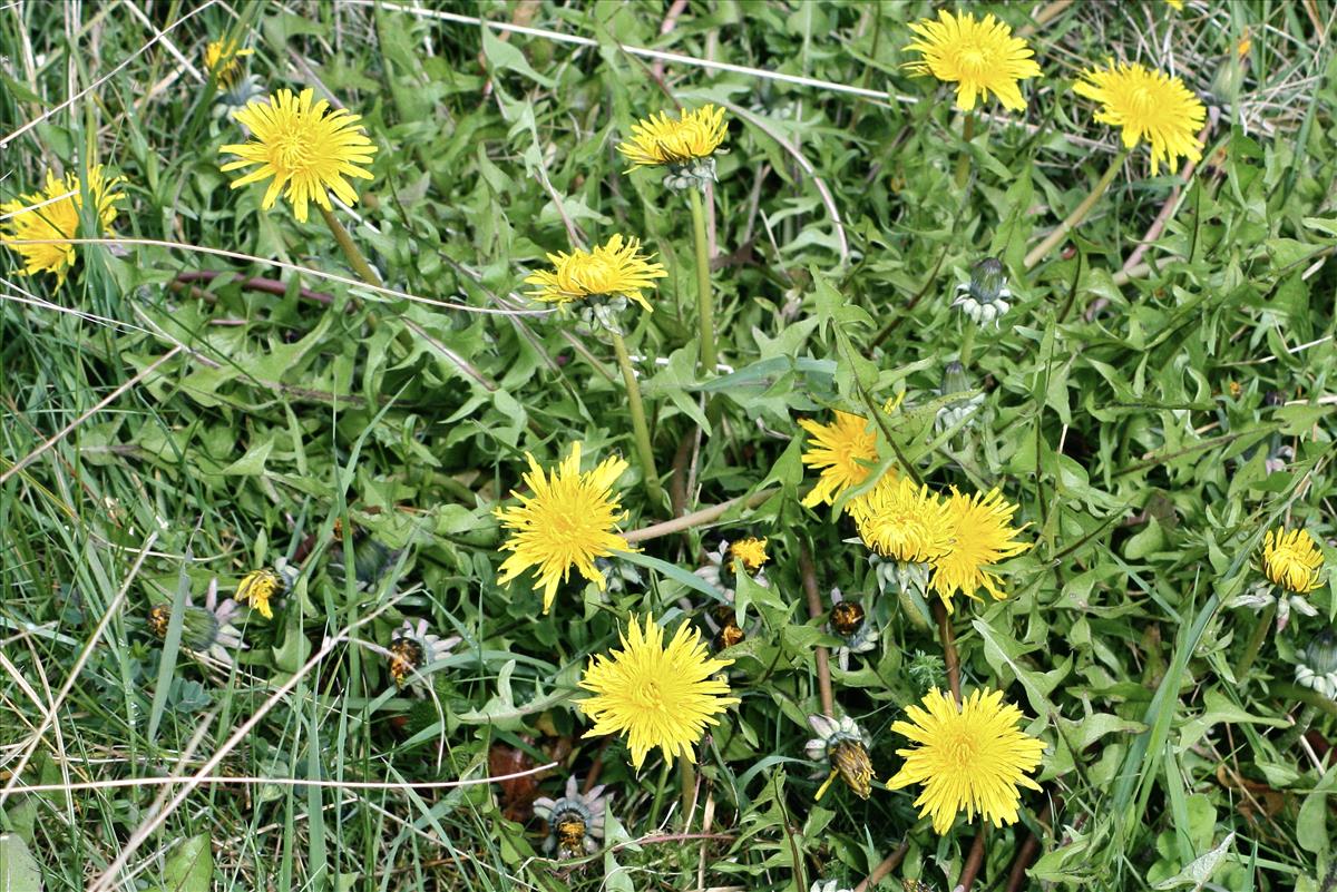 Taraxacum kernianum (door Jelle Hofstra)