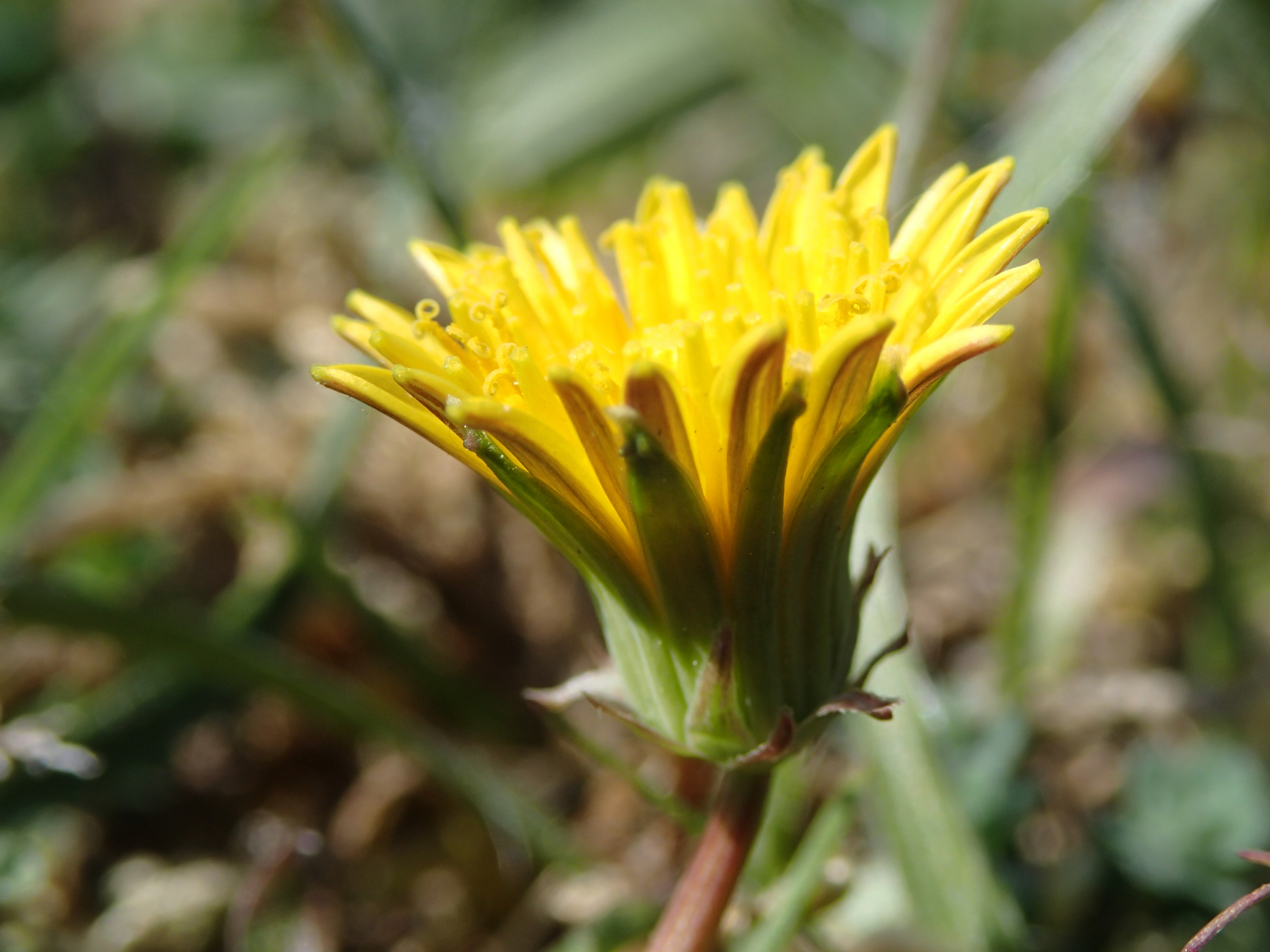 Taraxacum obliquum (door Adrie van Heerden)