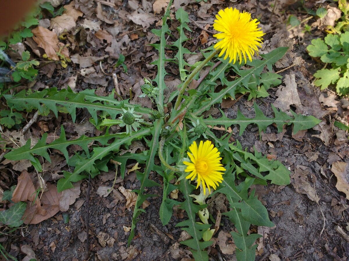 Taraxacum pallidipes (door Otto Zijlstra)