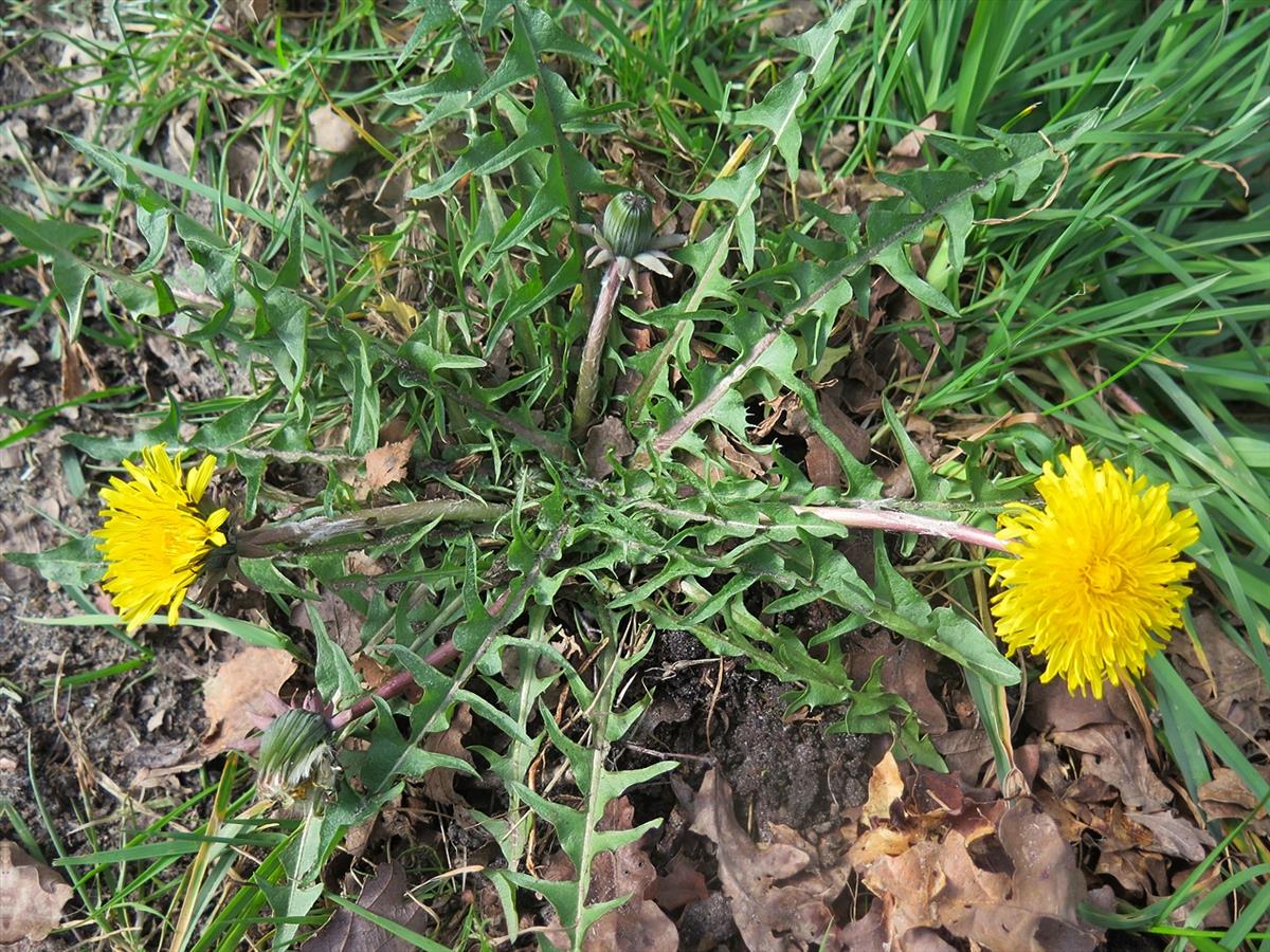 Taraxacum piceatum (door Otto Zijlstra)