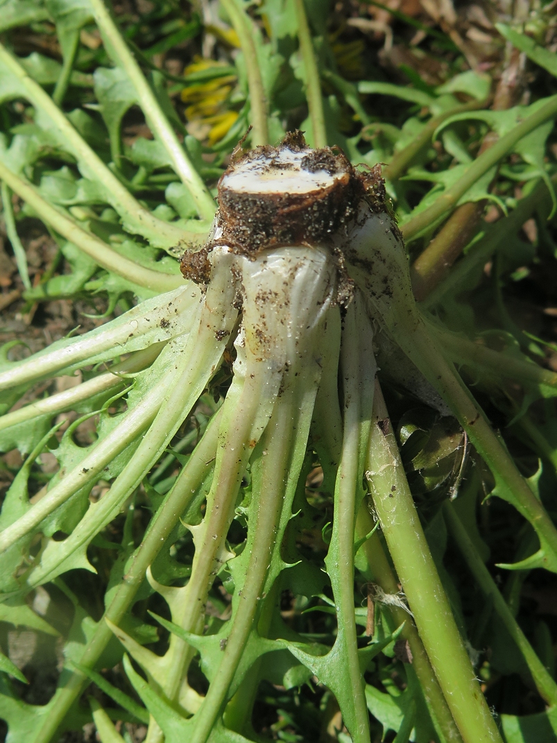 Taraxacum piceatum (door Otto Zijlstra)