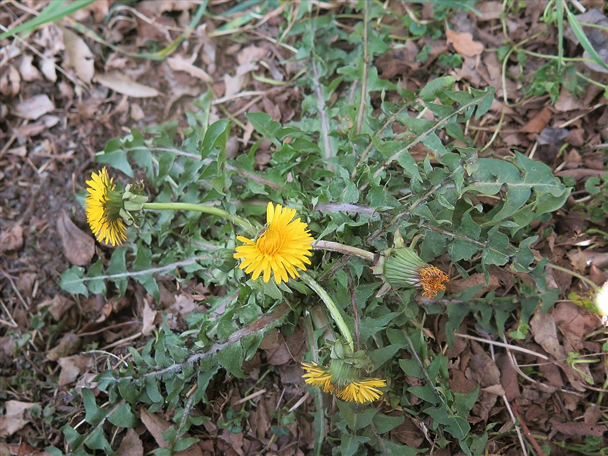 Taraxacum subxanthostigma (door Otto Zijlstra)