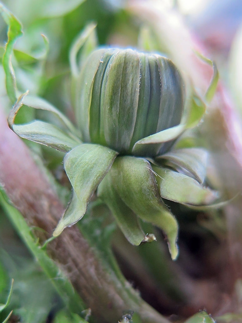 Taraxacum subxanthostigma (door Otto Zijlstra)