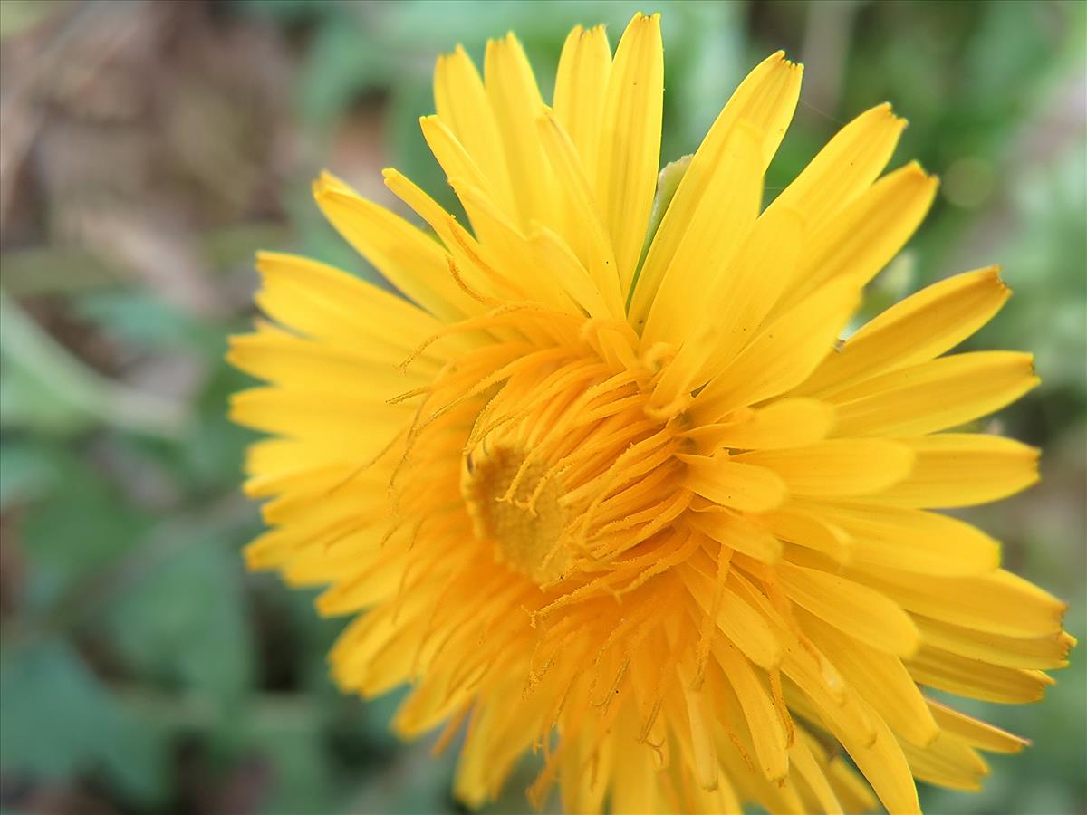 Taraxacum subxanthostigma (door Otto Zijlstra)