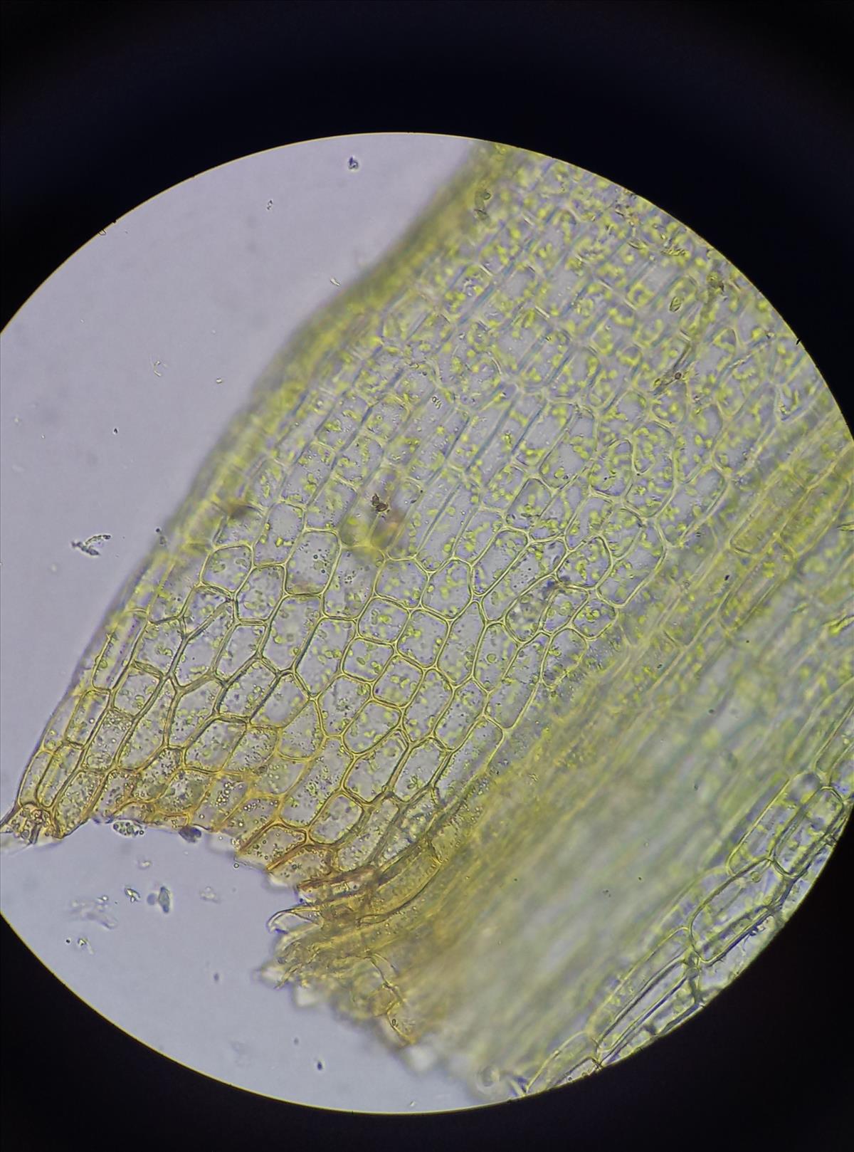 Tortula protobryoides (door Rens van der Knoop)