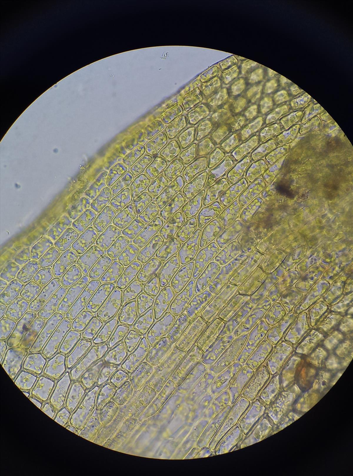 Tortula protobryoides (door Rens van der Knoop)