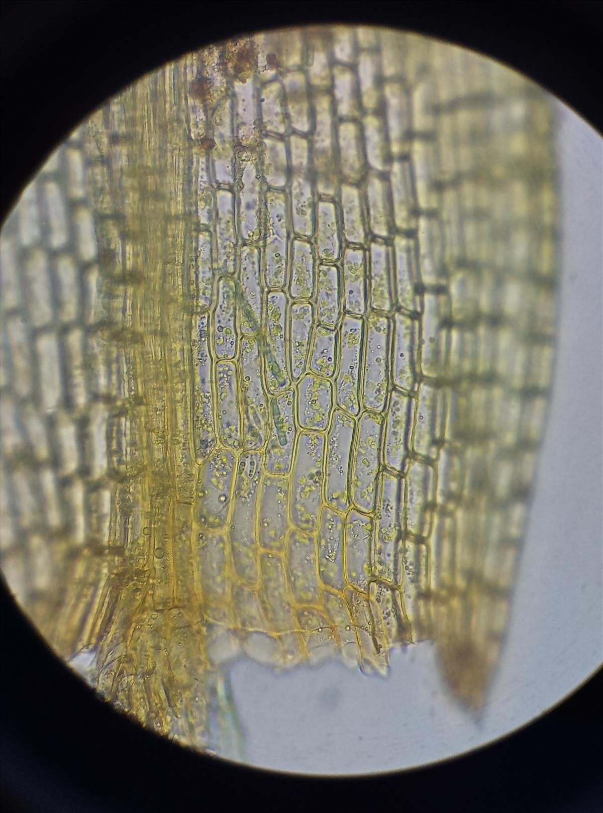 Tortula protobryoides (door Rens van der Knoop)