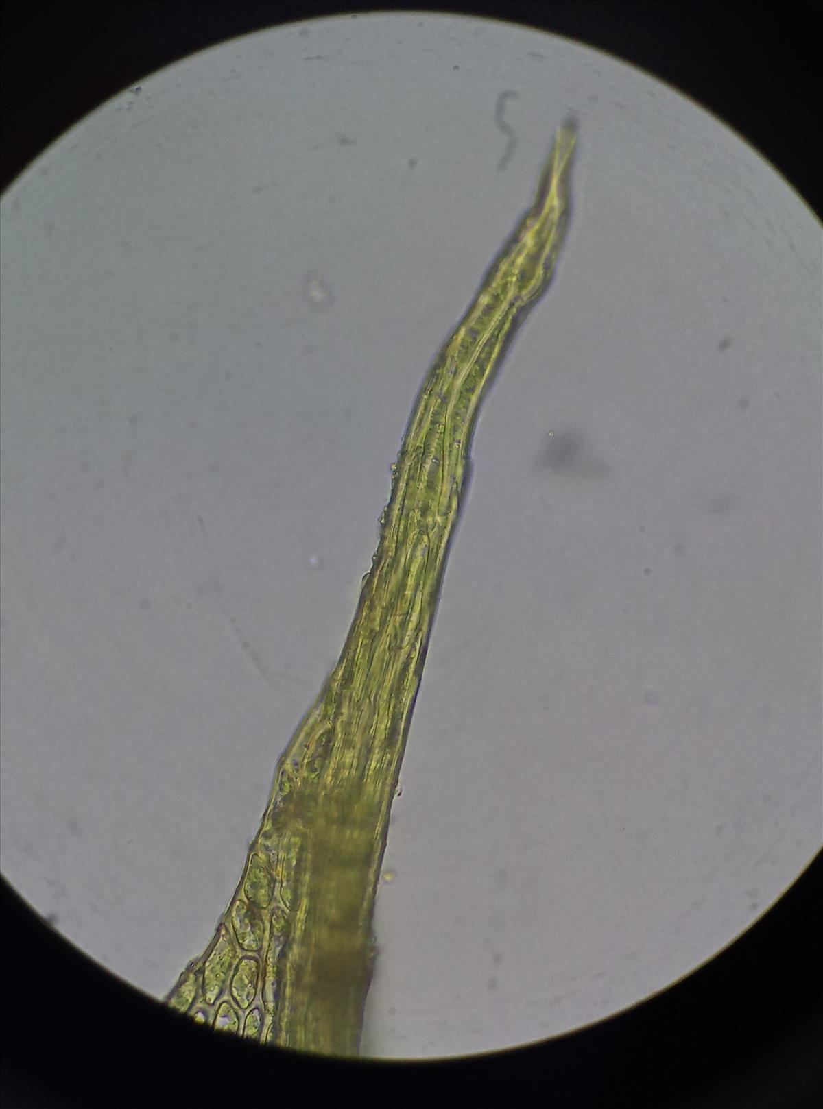 Tortula protobryoides (door Rens van der Knoop)